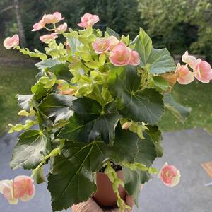 Begonia bortskänkes!