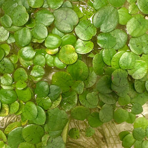 Amazon frogbit (Limnobium laevigatum)