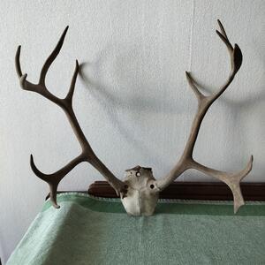 Horn